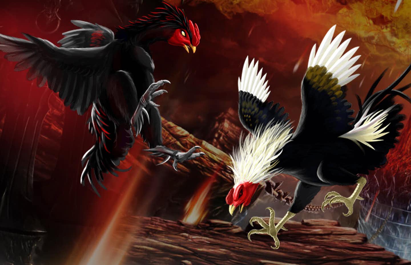 background image of Rooster Battle